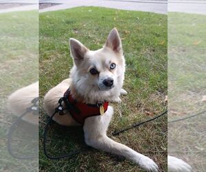 Father of the Pomsky puppies born on 07/07/2024