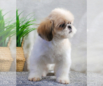 Small Photo #7 Shih Tzu Puppy For Sale in SYRACUSE, IN, USA