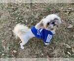Small Photo #4 Shih Tzu Puppy For Sale in ATLANTA, GA, USA