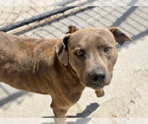 Mutt Dogs for adoption in Tulsa, OK, USA