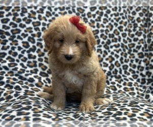 Goldendoodle Puppy for sale in LAKELAND, FL, USA