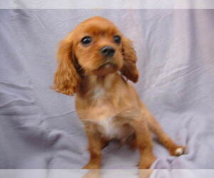 Cavalier King Charles Spaniel Puppy for sale in FOLSOM, CA, USA