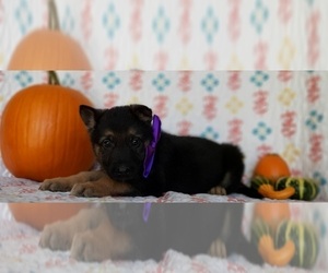 German Shepherd Dog Puppy for sale in LANCASTER, PA, USA