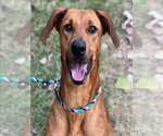 Small Photo #1 Redbone Coonhound-Unknown Mix Puppy For Sale in Conroe, TX, USA