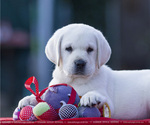 Small Labrador Retriever