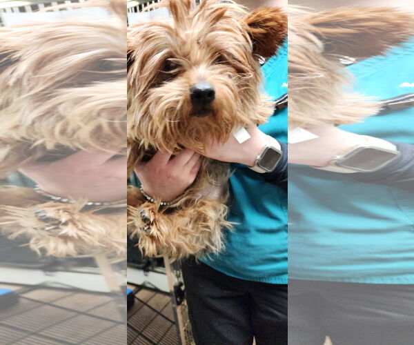 Medium Photo #3 Mutt Puppy For Sale in Tenafly, NJ, USA