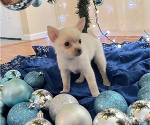 Chiweenie-Pomeranian Mix Puppy for sale in ANTELOPE, CA, USA