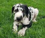Puppy Puppy 6 Great Dane