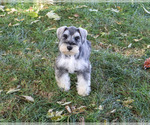 Roosevelt - Male Schnauzer (Miniature) Puppy for Sale - Photo #5