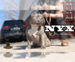 Small Photo #1 American Bully Puppy For Sale in GREELEY, CO, USA