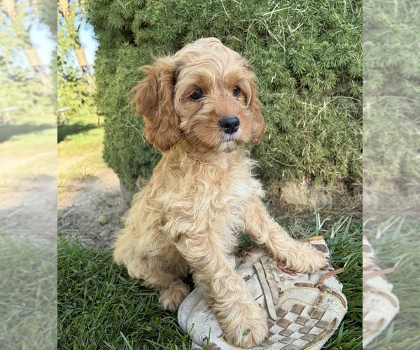 Medium Photo #5 Cockapoo (Miniature) Puppy For Sale in MIDDLEBURY, IN, USA