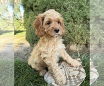 Small #4 Cockapoo (Miniature)