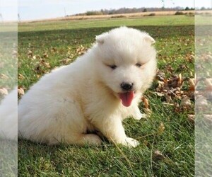 Samoyed Puppy for sale in THORP, WI, USA