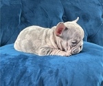 Small Photo #21 French Bulldog Puppy For Sale in HOUSTON, TX, USA