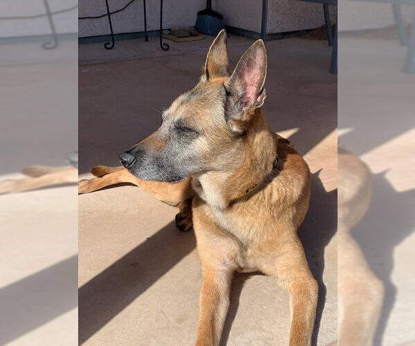 Medium Photo #3 Mutt Puppy For Sale in Stevens Point, WI, USA