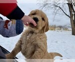 Small #8 Golden Retriever