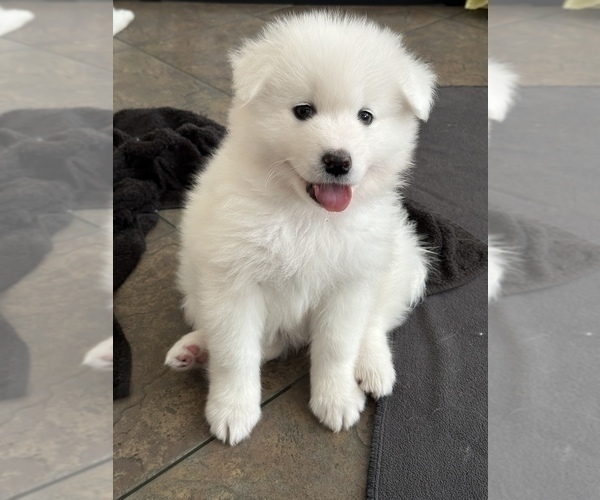 Medium Photo #3 Samoyed Puppy For Sale in SACRAMENTO, CA, USA