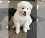 Small Photo #3 Samoyed Puppy For Sale in SACRAMENTO, CA, USA