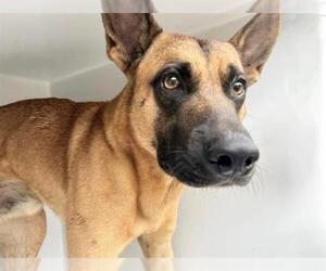 German Shepherd Dog-Unknown Mix Dogs for adoption in Houston, TX, USA