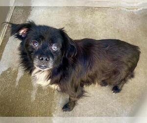 Pekingese Dogs for adoption in Orange, CA, USA