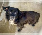 SAM - Male Pekingese Dog for Adoption - Small photo
