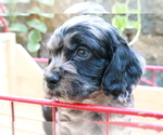 Puppy 5 Cocker Spaniel-Poodle (Miniature) Mix