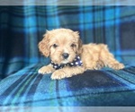 Small #1 Cavapoo