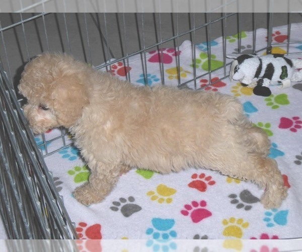 Medium Photo #12 Poodle (Miniature) Puppy For Sale in ORO VALLEY, AZ, USA
