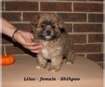 Small ShihPoo
