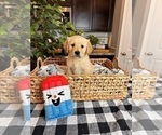 Small Photo #2 Golden Retriever Puppy For Sale in INDIANAPOLIS, IN, USA