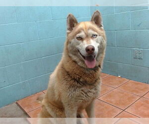 Siberian Husky Dogs for adoption in Downey, CA, USA