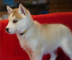 Siberian Husky Puppy for Sale in FORT PLAIN, New York USA