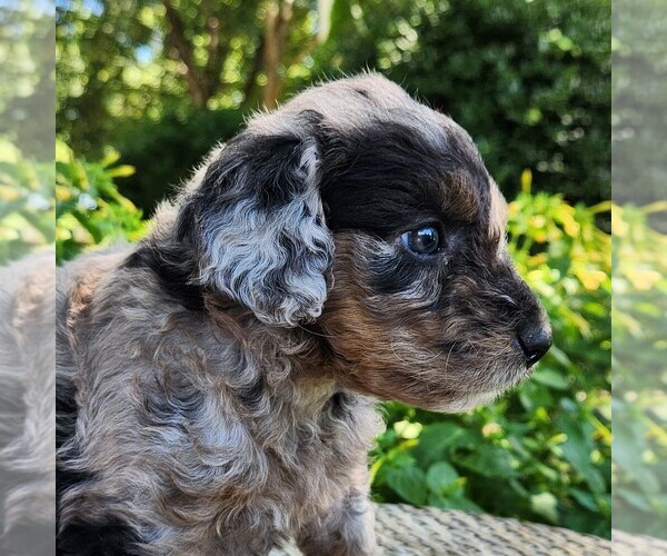 Medium Photo #5 Aussiedoodle Miniature  Puppy For Sale in COLUMBIA, TN, USA
