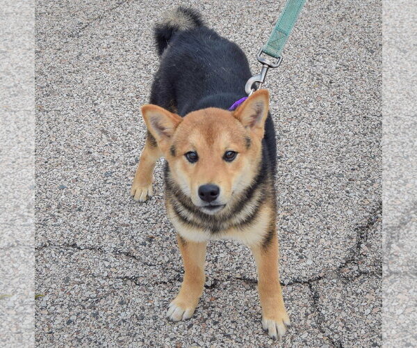Medium Photo #4 Shiba Inu Puppy For Sale in Huntley, IL, USA