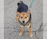 Small #3 Shiba Inu