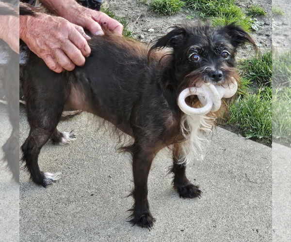 Medium Photo #4 Mutt Puppy For Sale in Columbus, IN, USA