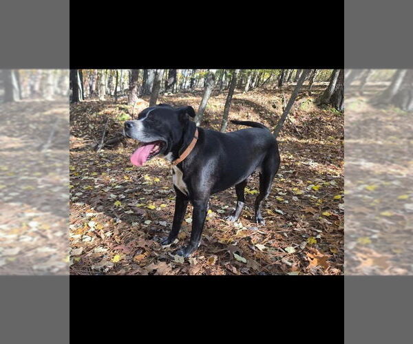 Medium Photo #5 Labrador Retriever-Unknown Mix Puppy For Sale in Ball Ground, GA, USA