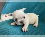 Small #14 French Bulldog