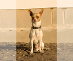 Puppy Skippy Chihuahua