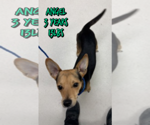 Mutt Dogs for adoption in Woodbury, NY, USA