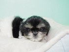 Small Photo #3 Shih Tzu Puppy For Sale in LA MIRADA, CA, USA
