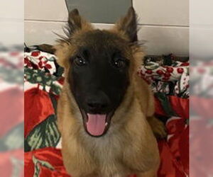 Mutt Dogs for adoption in Salinas, CA, USA