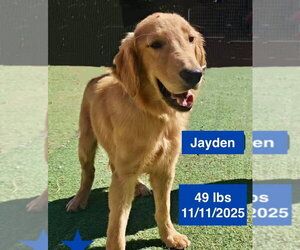 Golden Retriever Dogs for adoption in West Hollywood, CA, USA