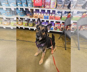 German Shepherd Dog Dogs for adoption in El Centro, CA, USA