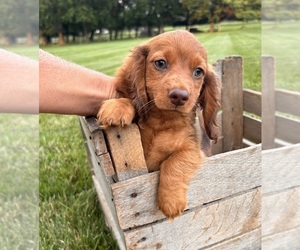 Dachshund Puppy for sale in MIDDLEBURY, IN, USA