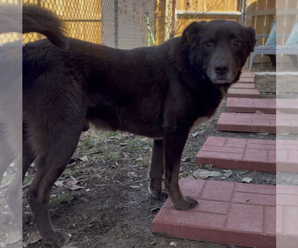 Medium Photo #2 - Mix Puppy For Sale in Newfoundland, PA, USA