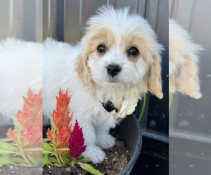 Cavapoo Puppy for sale in COLORADO SPRINGS, CO, USA