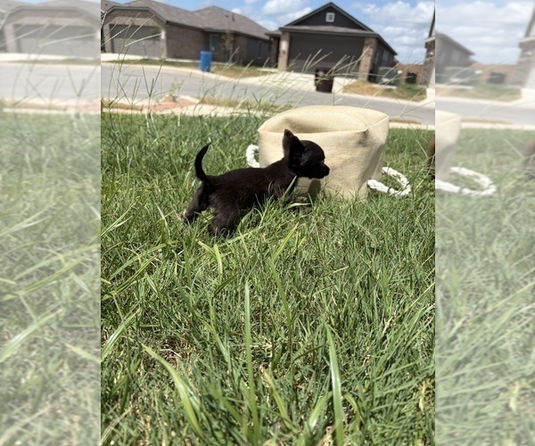 Medium Photo #34 Chihuahua Puppy For Sale in SAN ANTONIO, TX, USA