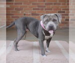 Small #1 American Pit Bull Terrier