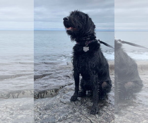 Medium Photo #11 Miniature Labradoodle Puppy For Sale in Buffalo, MN, USA